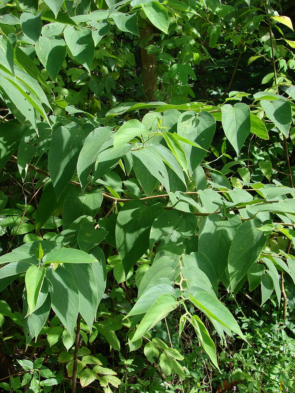 山黃麻