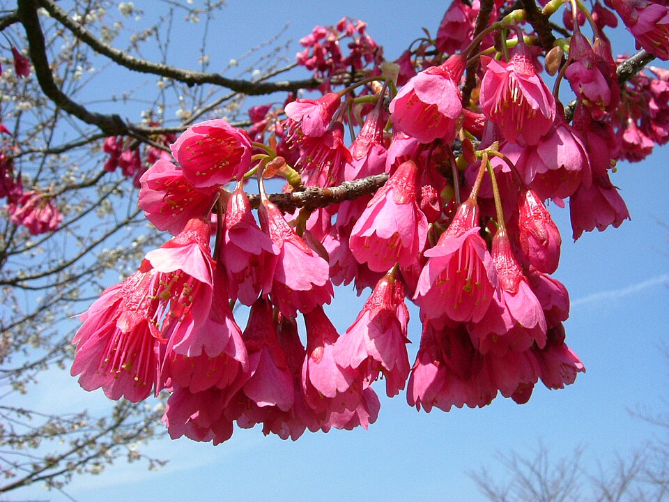 山櫻花