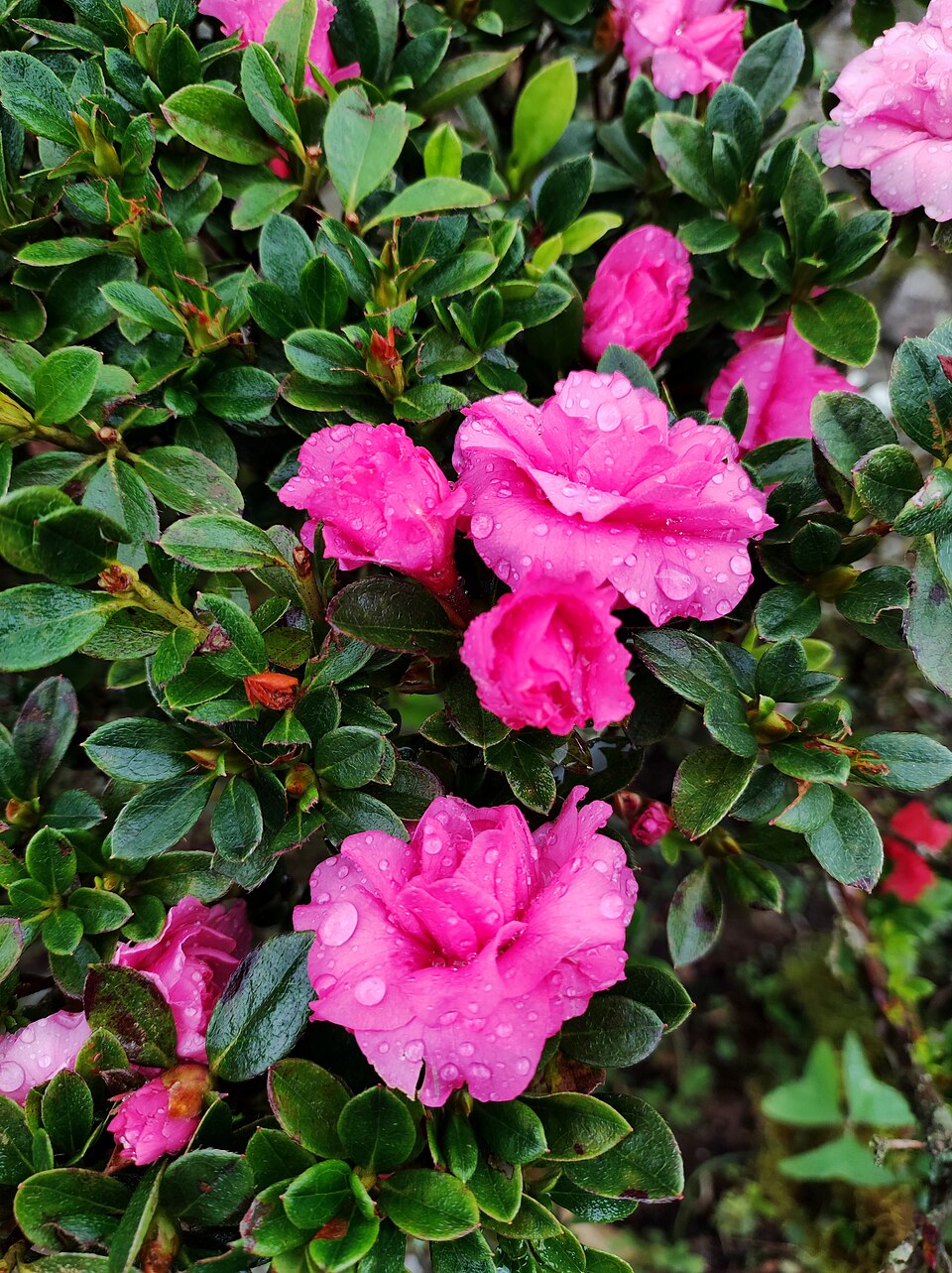 杜鵑花