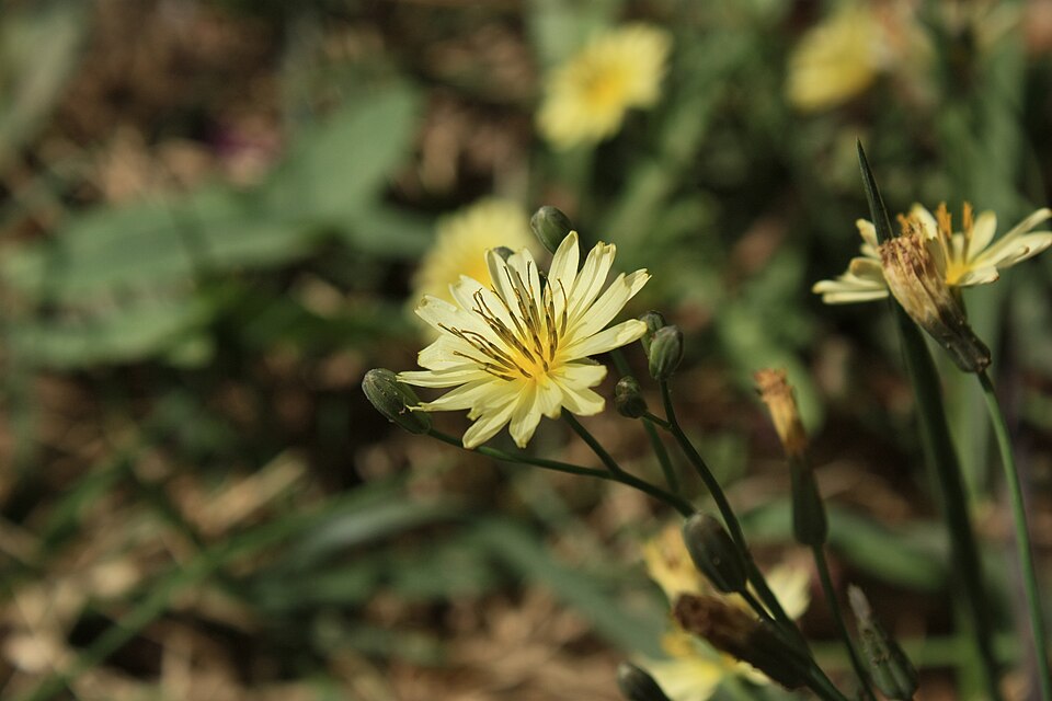 兔兒菜