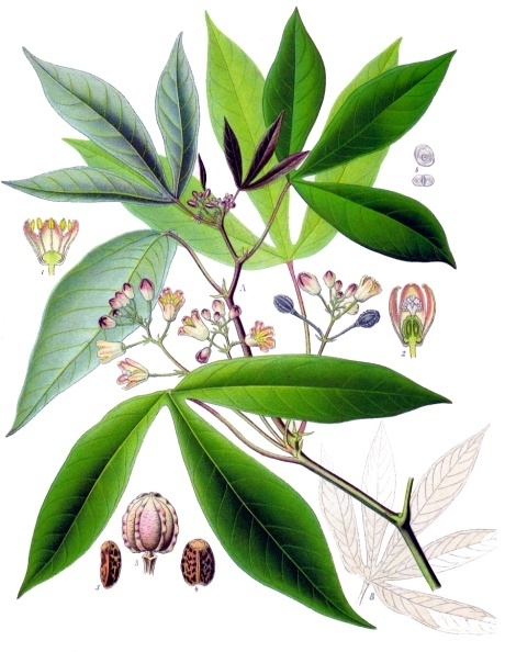 樹薯