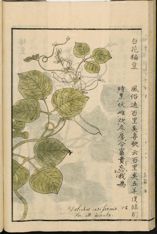 白扁豆/白肉豆根