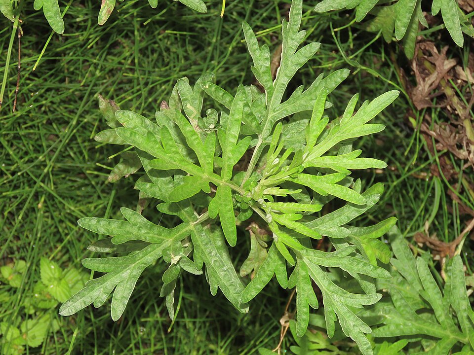 艾草