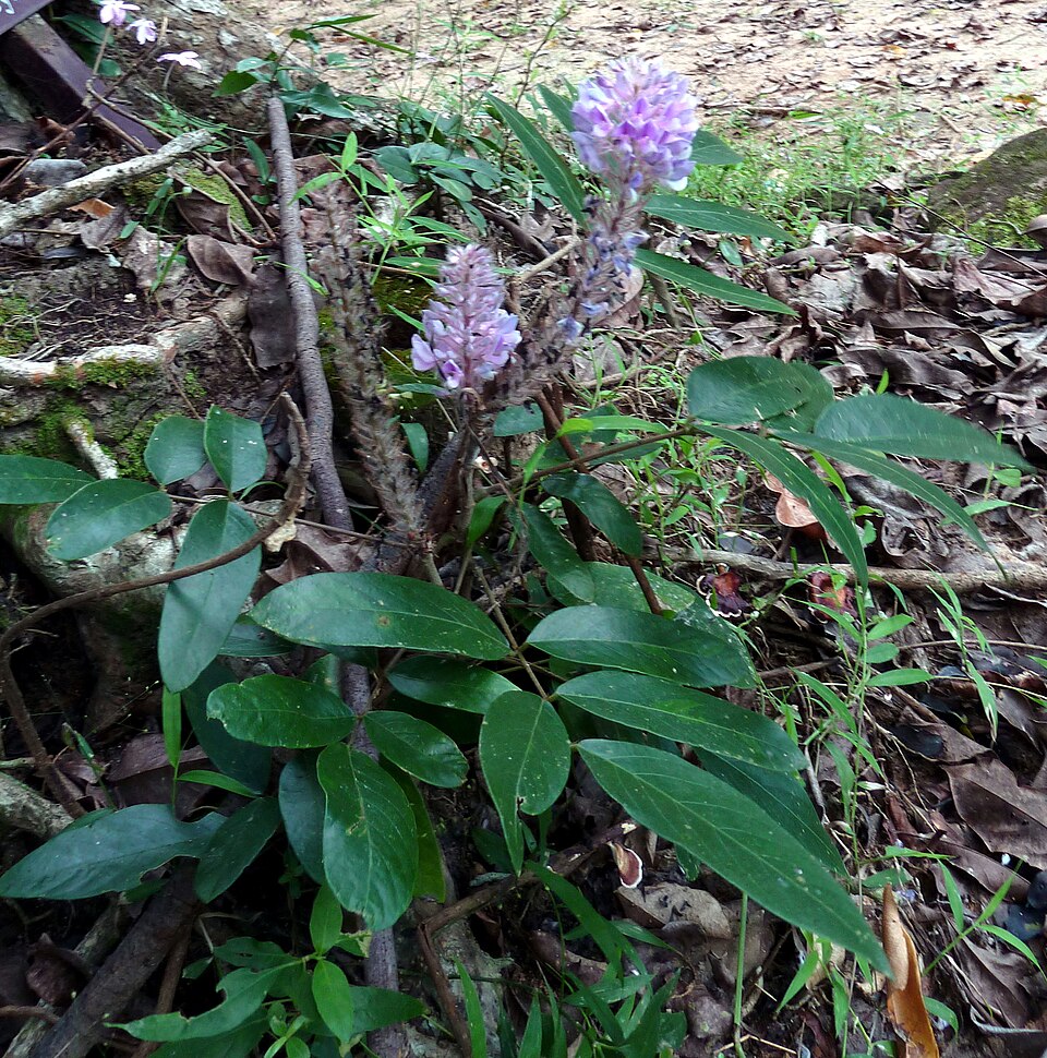 狗尾草