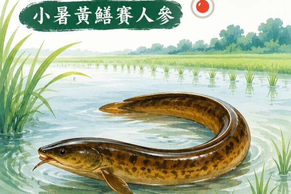小暑黃鱔賽人參